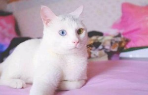 猫咪寄养的危害 猫咪寄养回来呜呜是怎么回事