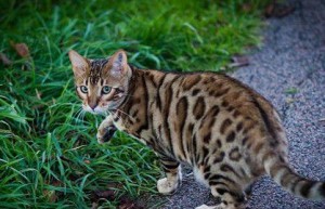 豹猫可以养吗 野生的豹猫是濒危保护动物