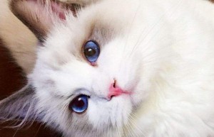 蓝眼普通布偶猫多少钱一只 蓝眼布偶猫怎么养