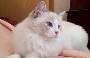 布偶猫发亲期能不能做绝育手术吗?  布偶猫做绝育注意事项原来这么多