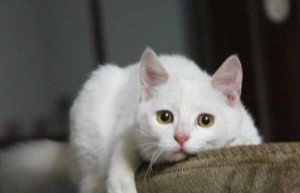 猫的年龄怎么算 猫的寿命一般为8-12年