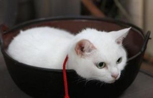 猫怎么才算交配成功 交配后母猫不让碰