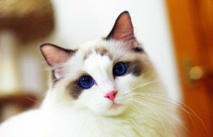 布偶猫颜色会变越来越深吗 布偶猫剃毛以后白色会变黑？